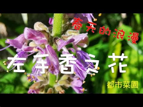 左手香風水|左手香開花風水：邊個方位最旺財？